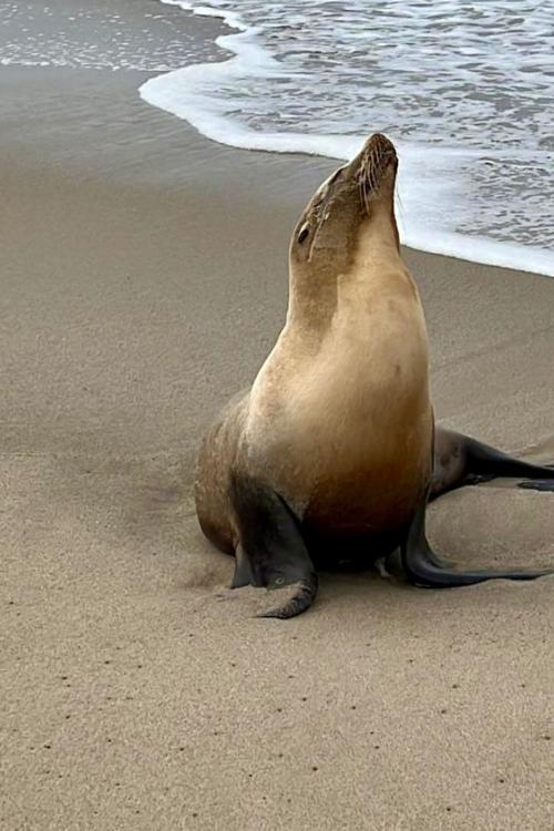 Toxic Algal Bloom Spreads Along California Coast, Poisoning Sea Lions